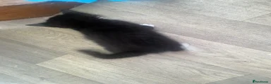 Mixed Breed Kitten 2