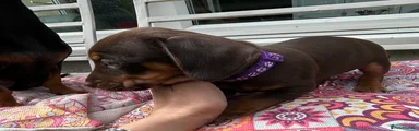 Purple collar