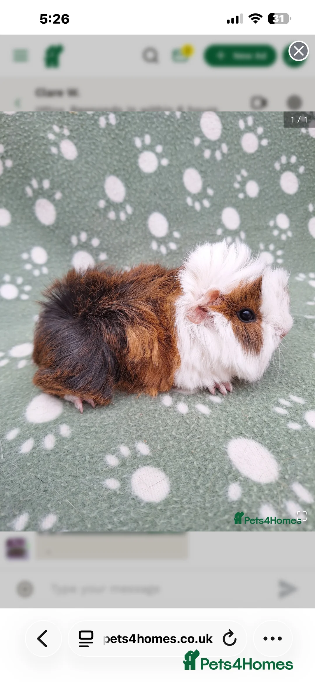 Guinea Pig rodents for sale: 2 male guinea pigs - Advert 4