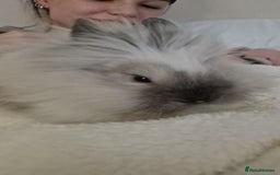 Lionhead rabbits for sale: Beautiful Lionhead bunny - Image 1