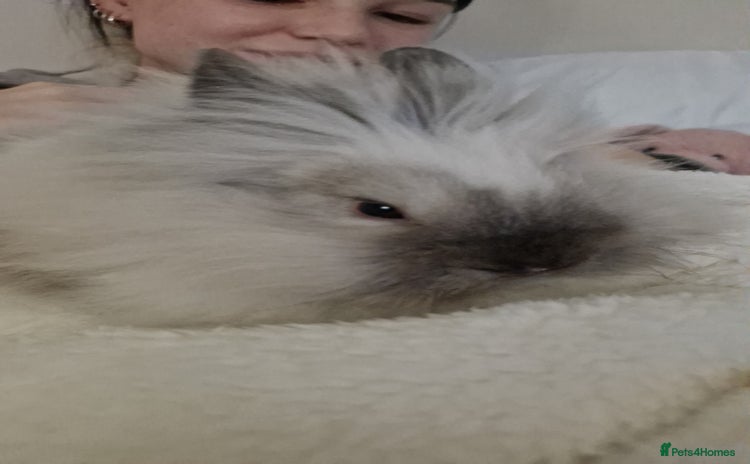 Lionhead rabbits - Advert 1