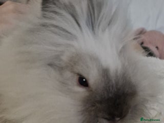 Lionhead rabbits for sale - Advert 1