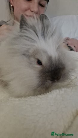 Lionhead rabbits - Advert 1