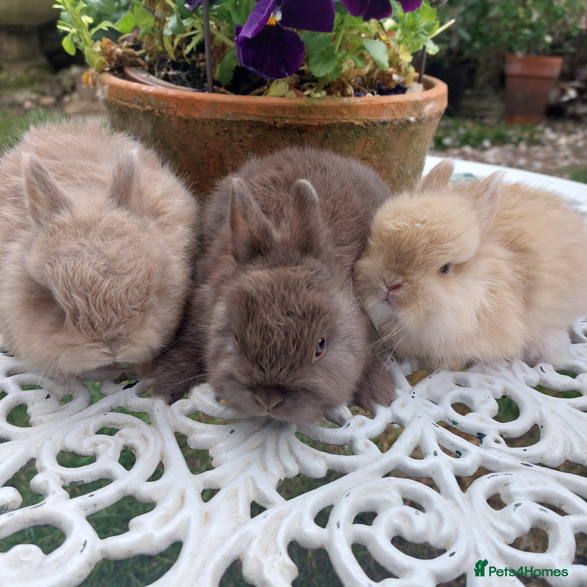 Netherland Dwarf rabbits for sale: NEATHERLAND DWARF BABIES  - Advert 10