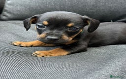 Mixed Breed dogs for sale: ONE LEFT REDUCED French wieners-Frenchie/dashhound - Image 23