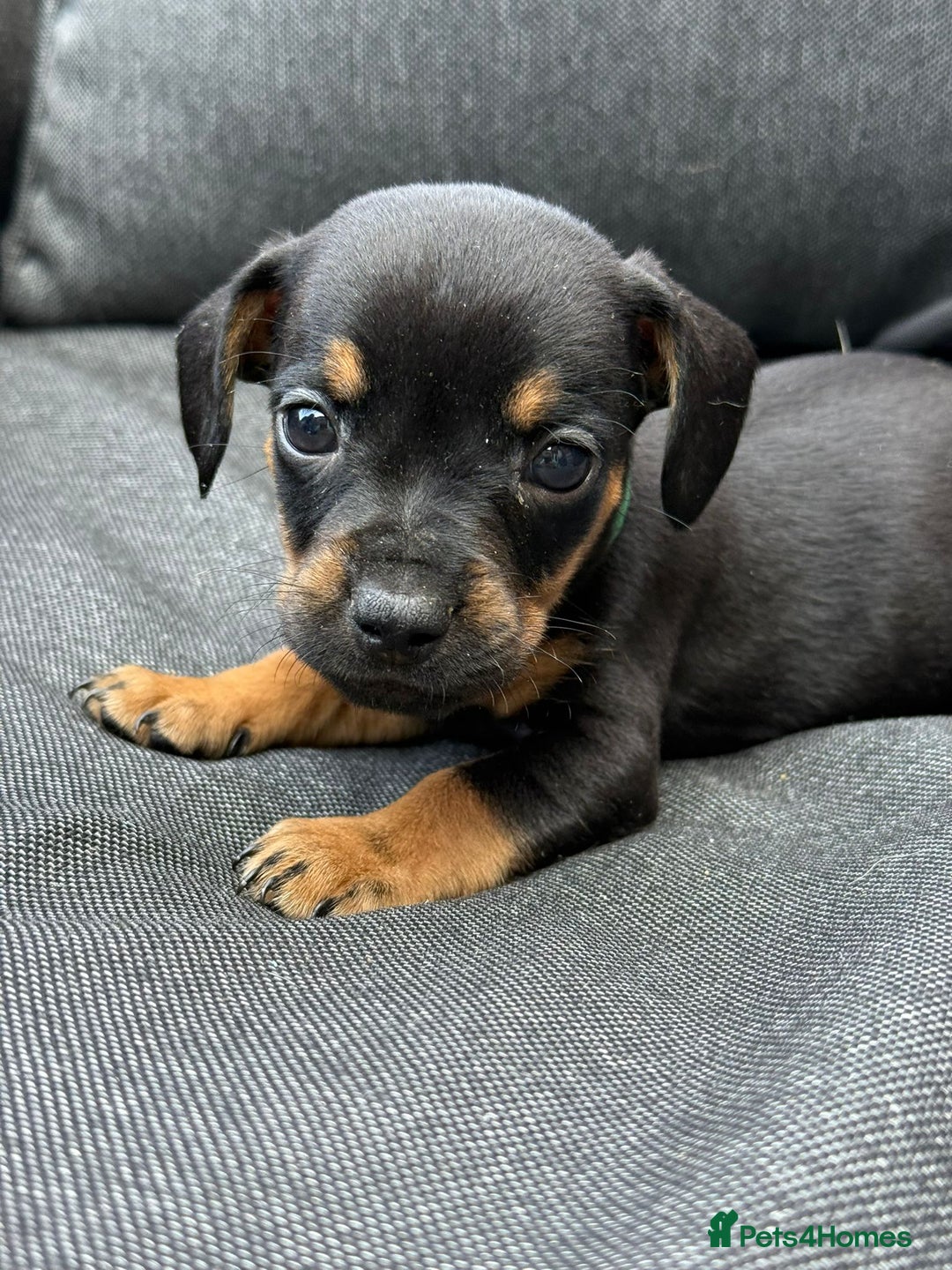 Mixed Breed dogs for sale: ONE LEFT REDUCED French wieners-Frenchie/dashhound - Image 23