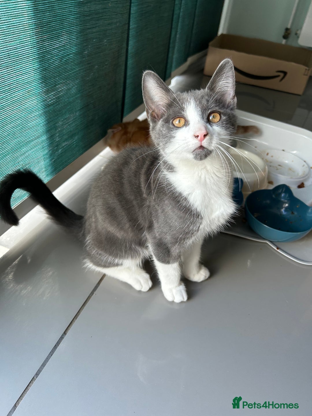 Russian Blue cats for sale: Charming Blue Boys - Image 18