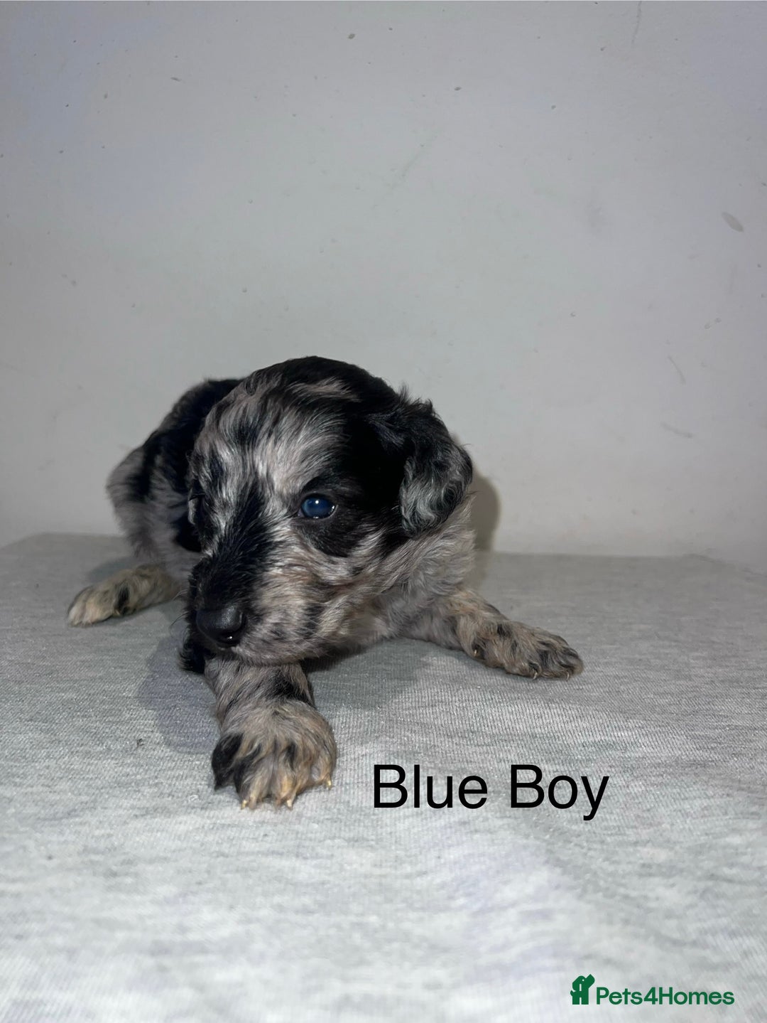 Mixed Breed dogs for sale: Cadoodle Puppies for sale - Advert 8