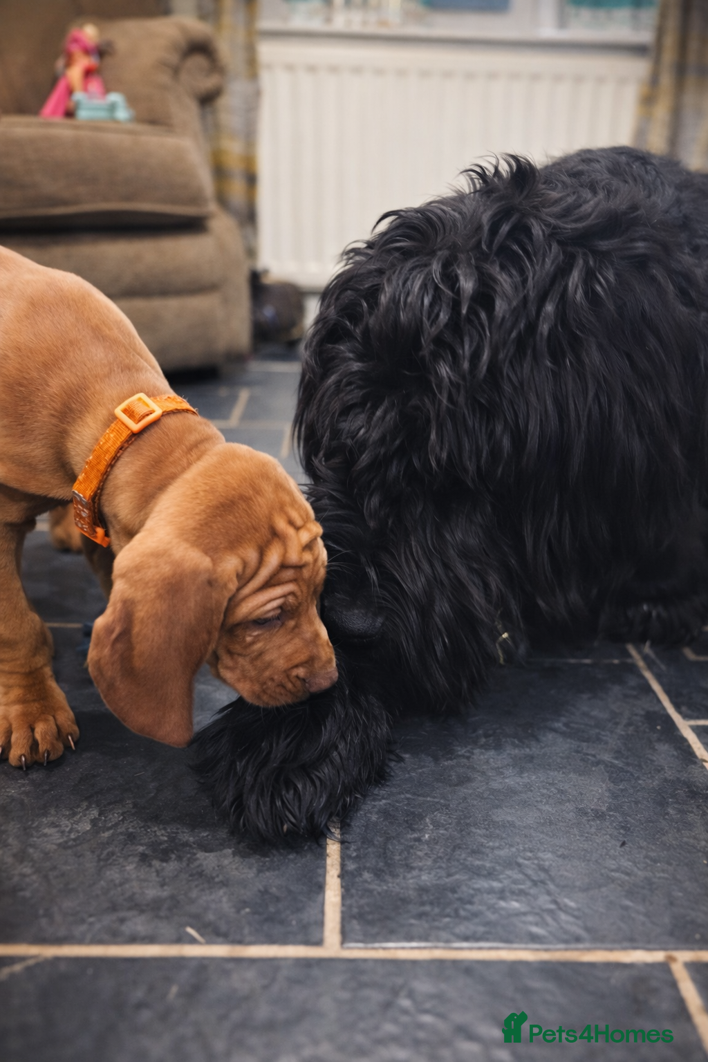 Hungarian Vizsla dogs Kc registered  - Advert 12