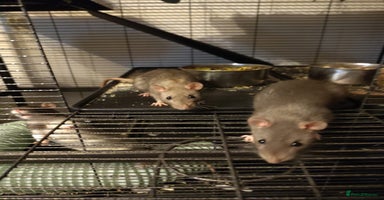 Rat rodents - Advert 5