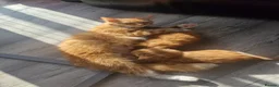 Norwegian Forest Cat cats for sale: Beautiful ginger Norwegian kittens  - Advert 4