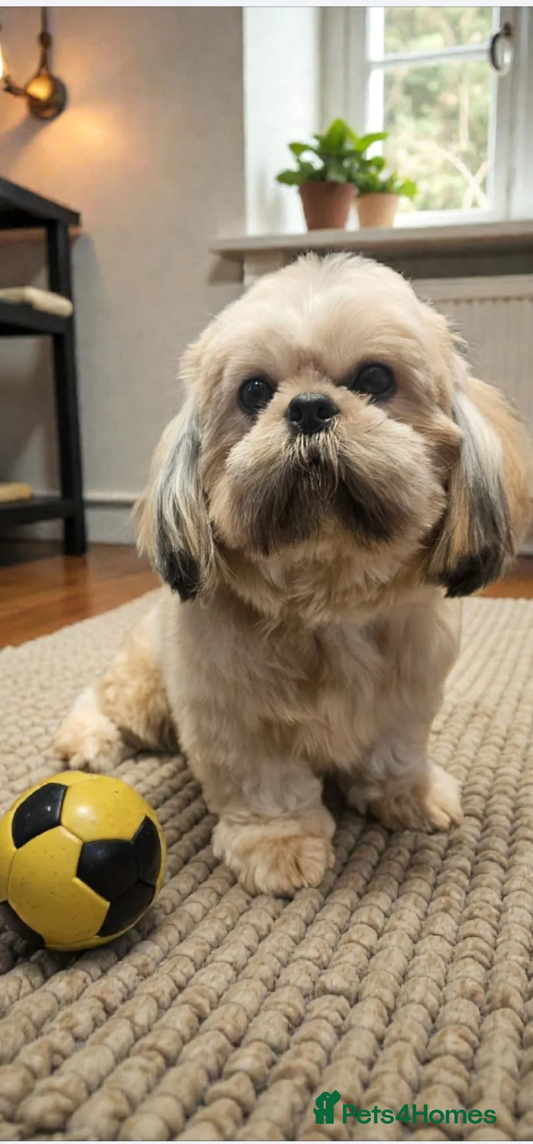 Shih Tzu dogs for sale: 💞TOP QUALITY 💞ADULT SHIH TZU 💞 - Advert 13