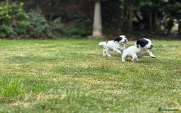 Cocker Spaniel dogs for sale: 1 beautiful boy working cocker spaniels left £650 - Image 27