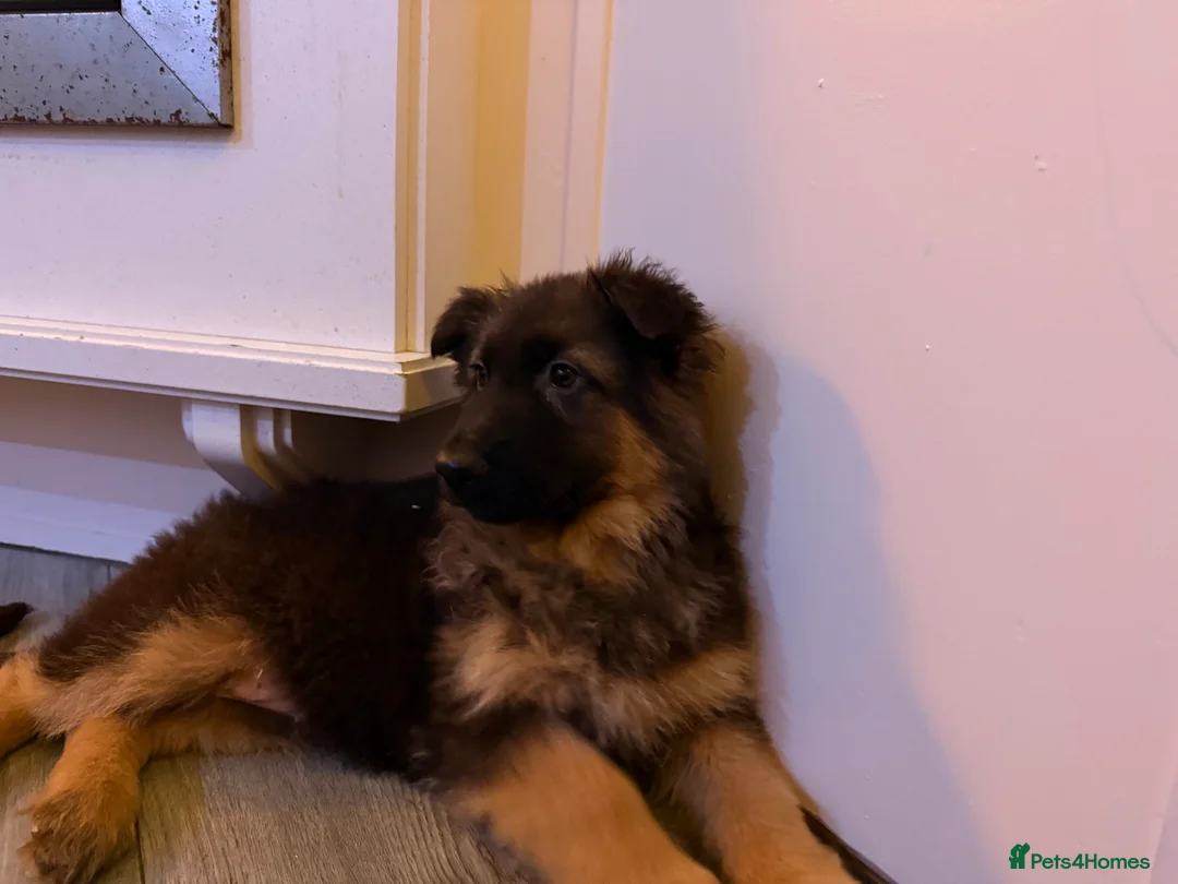 German Shepherd dogs for sale: Kc Registered Long Haired German Shepherd Puppies - Advert 3