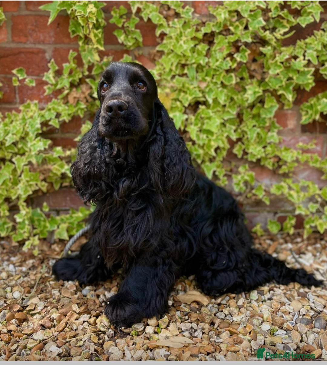 Cocker Spaniel dogs for sale: KC Registered Show Cocker Spaniel Puppies - Advert 4