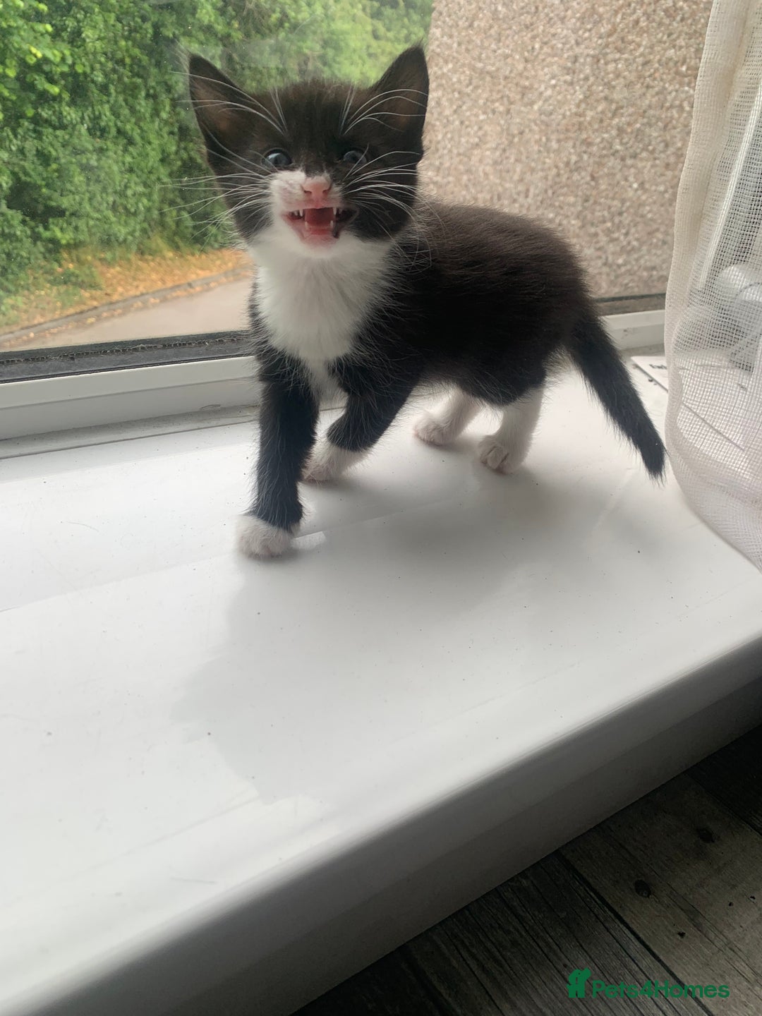 Domestic Shorthair cats for sale: 2 girls one boy!  - Image 14
