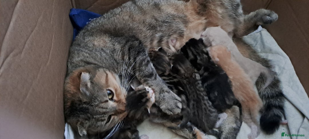 Scottish Fold cats for sale: Beautiful kittens ready for forever loving homes  - Image 14