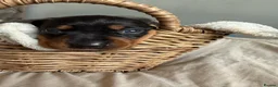 Miniature Dachshund dogs for sale: Miniature dachshund pups - Advert 11