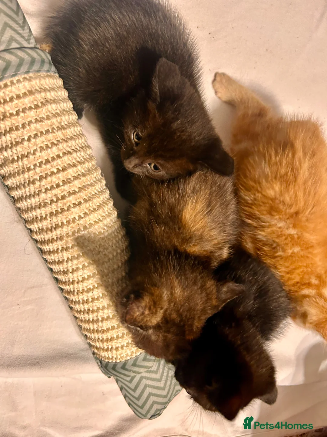 Mixed Breed cats for sale: Kittens  - Advert 1