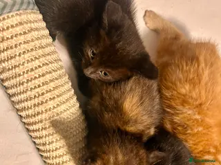 Mixed Breed cats Kittens - Advert 1