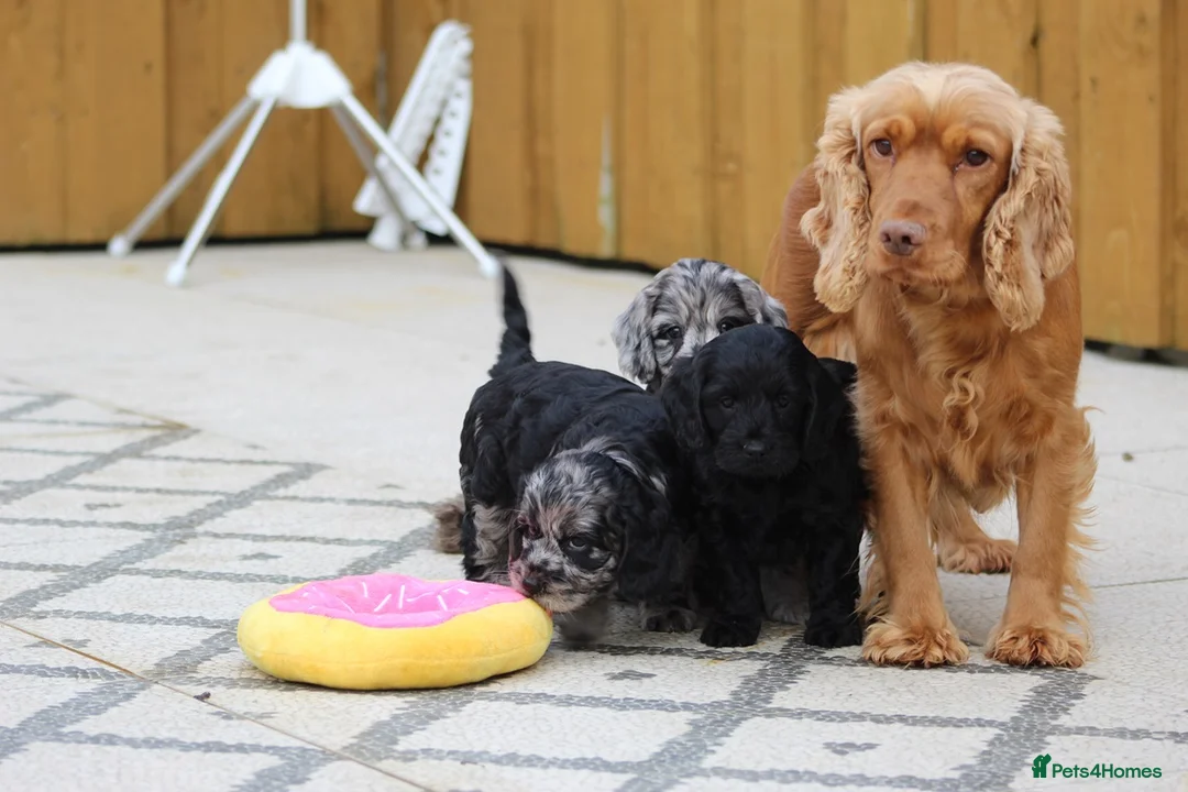 Cockapoo dogs for sale: F1 Cockapoo puppies for sale - Advert 2