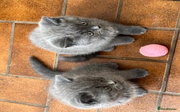 British Shorthair cats for sale: Gorgeous British shorthaired kittens - Image 11