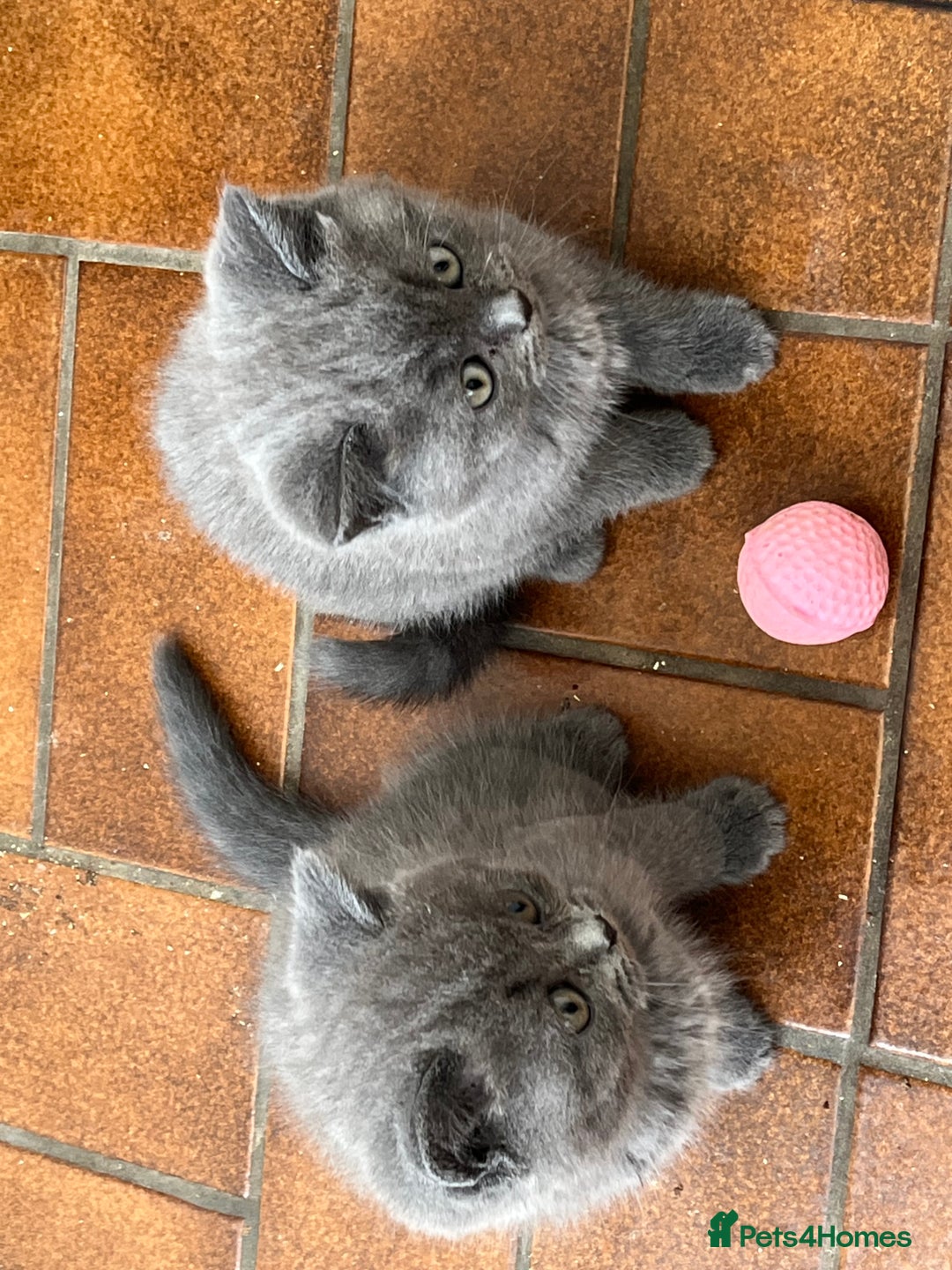 British Shorthair cats for sale: Gorgeous British shorthaired kittens - Image 11