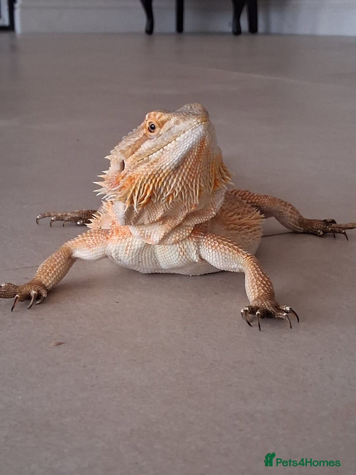 Bearded Dragon reptiles Bearded Dragon Female  - Advert 3