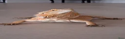 Bearded Dragon reptiles for sale: Bearded Dragon Female  in Cardiff - Advert 1
