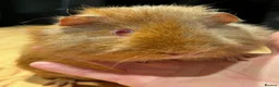 Guinea Pig rodents for sale: Lovely Teddy Rex ginger male guinea pig 5 months in Aylesbury - Advert 2