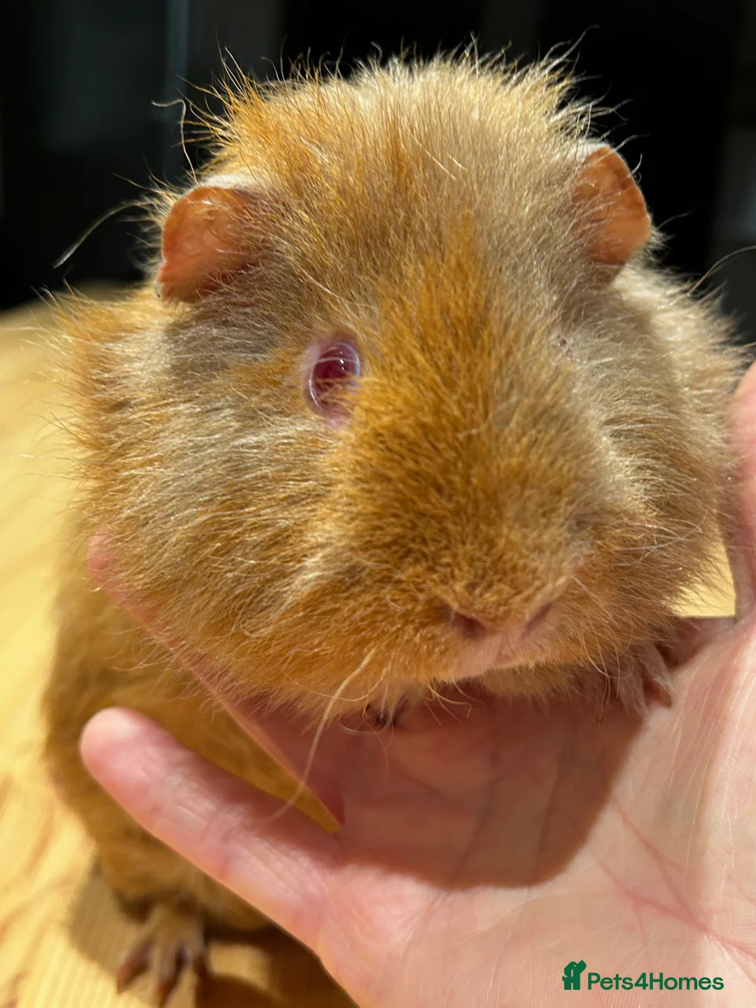 Guinea Pig rodents for sale: Lovely Teddy Rex ginger male guinea pig 5 months in Aylesbury - Advert 2