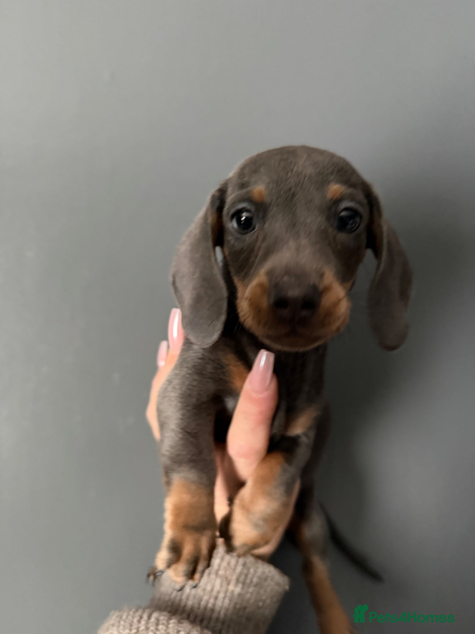 Miniature Dachshund dogs Miniature dachshund puppies 1 female left xx - Advert 4