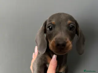 Miniature Dachshund dogs Miniature dachshund puppies 1 female left xx - Advert 4