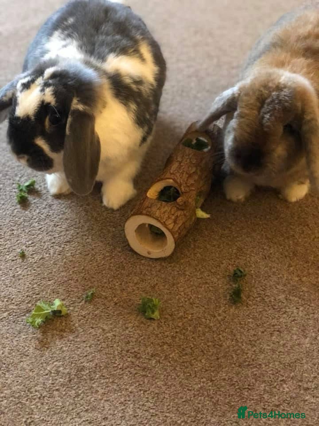 English Lop rabbits for sale: 2 x Male Lop Rabbits - Advert 9