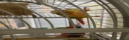 Conures birds for sale: Male pineapple conure - Advert 3