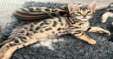 Bengal cats - Advert 14