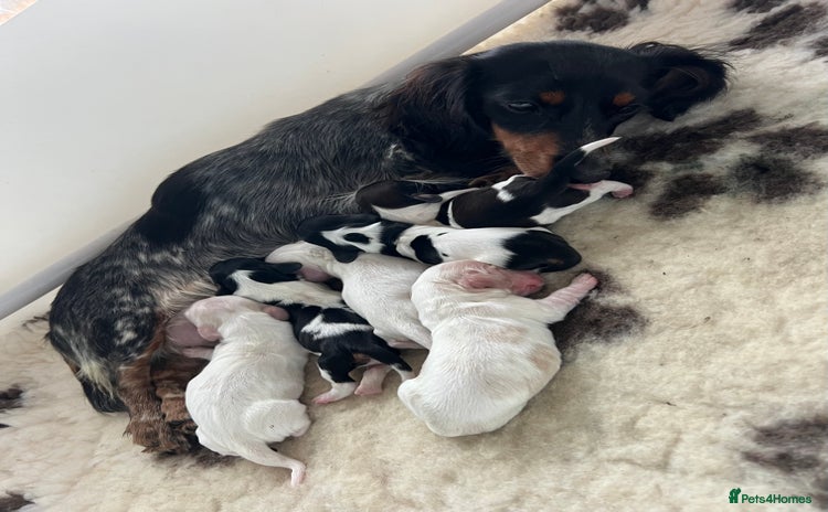 Miniature Dachshund dogs - Advert 12
