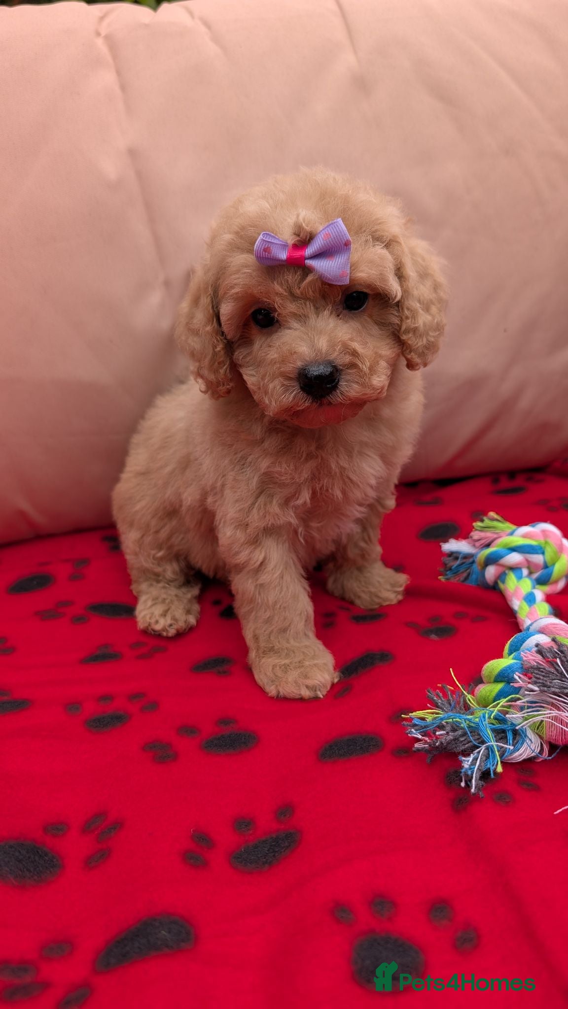 Maltipoo dogs Tiny Toy Maltipoo Puppies  - Advert 8