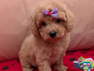 Maltipoo dogs Tiny Toy Maltipoo Puppies - Advert 8