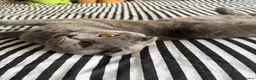 Scottish Fold cats for sale: Silver, amber eyed Scottish fold sisters  - Advert 6