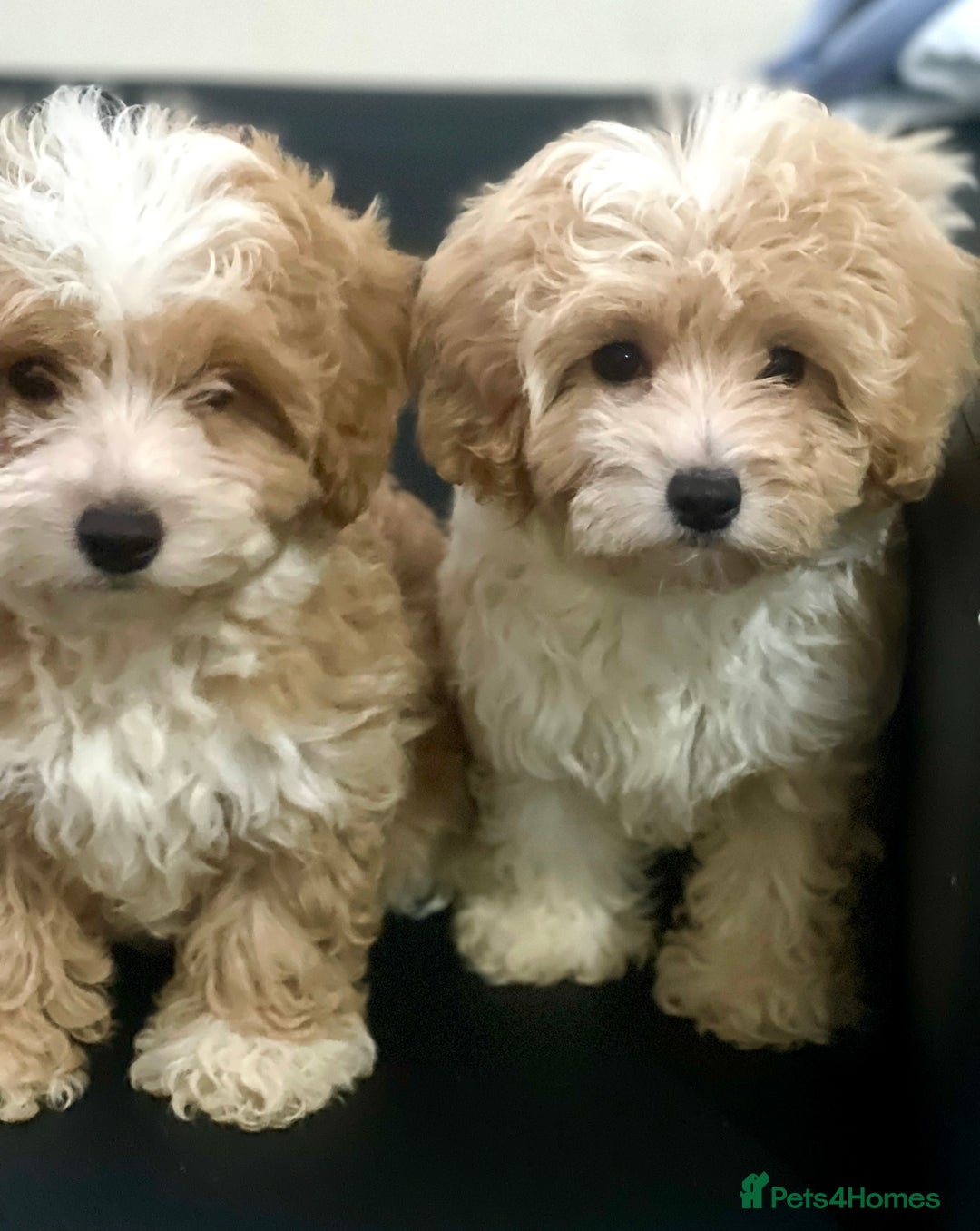 Maltipoo dogs for sale: Adorable F1 Maltipoo Puppies - Image 15