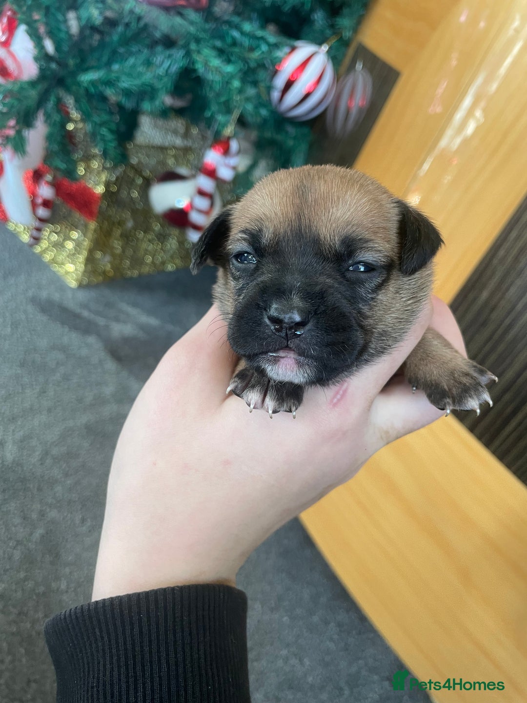Mixed Breed dogs for sale: Bodeguero Andaluz x French Bulldog Puppies  - Advert 26