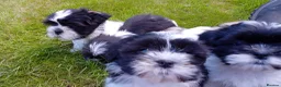Mixed Breed dogs for sale: Lhasa X shihtzu pups  - Advert 4