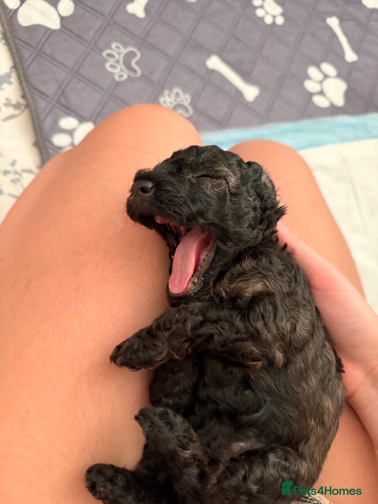 Mixed Breed dogs Toy x Miniature Poodle Puppies  - Advert 2