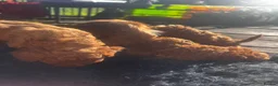 Cavapoo dogs for sale: F1 cavapoo ready for new loving homes  - Advert 11