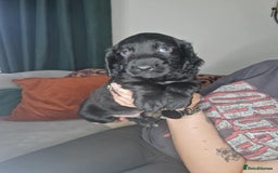 Cocker Spaniel dogs for sale: Cocker Spaniel Puppies  - Image 2