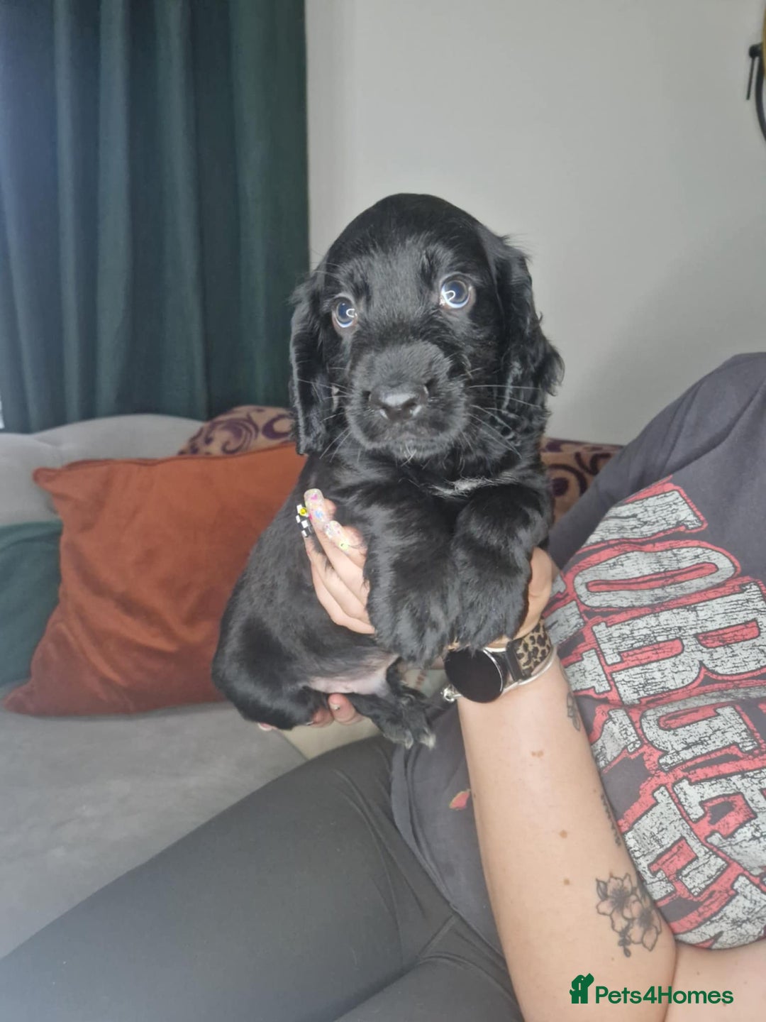Cocker Spaniel dogs for sale: Cocker Spaniel Puppies  - Image 2