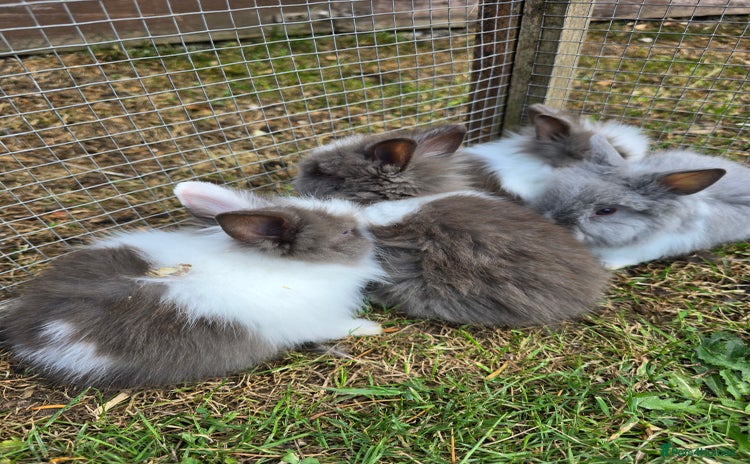 Lionhead rabbits - Advert 4