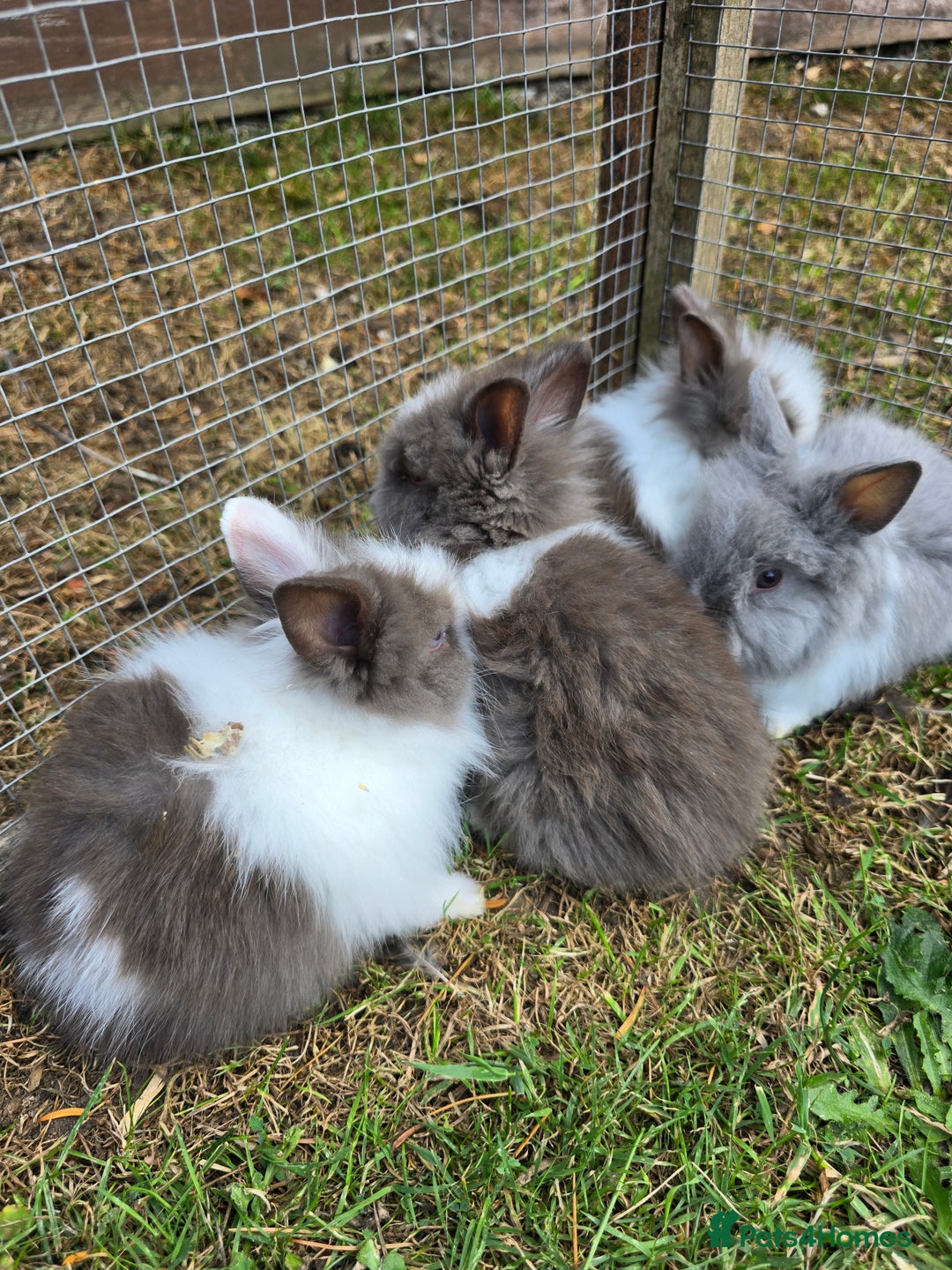 Lionhead rabbits for sale: Lionhead Bunnies - Image 1