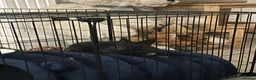 Netherland Dwarf rabbits for sale: 9 weak old rabbit (male) need gone ASAP - Advert 5